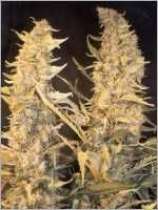 Skunk Special strain photo