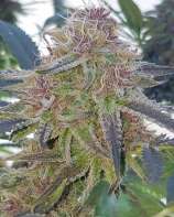Astronaut Ice Cream strain photo