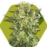 White Cheese Fast Flowering strain photo