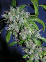 KGB strain photo