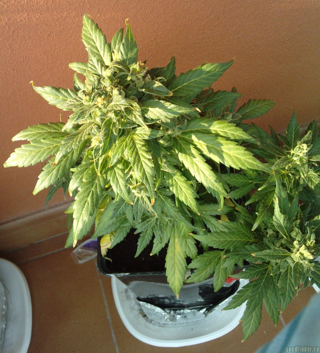 Auto Soviet strain photo