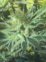 Alien Cookies strain photo