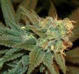 Ese T. Bilbo strain photo
