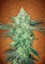 Stardawg strain photo
