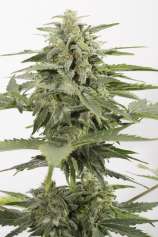 Industrial Plant Autoflowering CBD strain photo