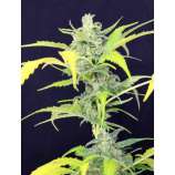 Colowryder strain photo