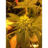 Riot Seeds - Roadkill Afghani strain photo