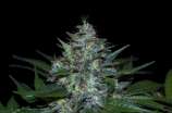 C 13 strain photo