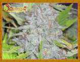 Delhi Friend strain photo