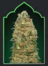White Widow strain photo