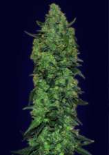 Advanced Seeds - Auto Skunk Mass strain photo