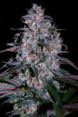 Alakazam strain photo