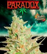 Paradox strain photo