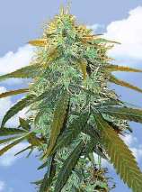 Skunk #1 strain photo