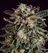 Jack Flash x SCBDx strain photo