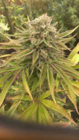 Treasure Island strain photo