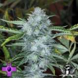 Monarch strain photo