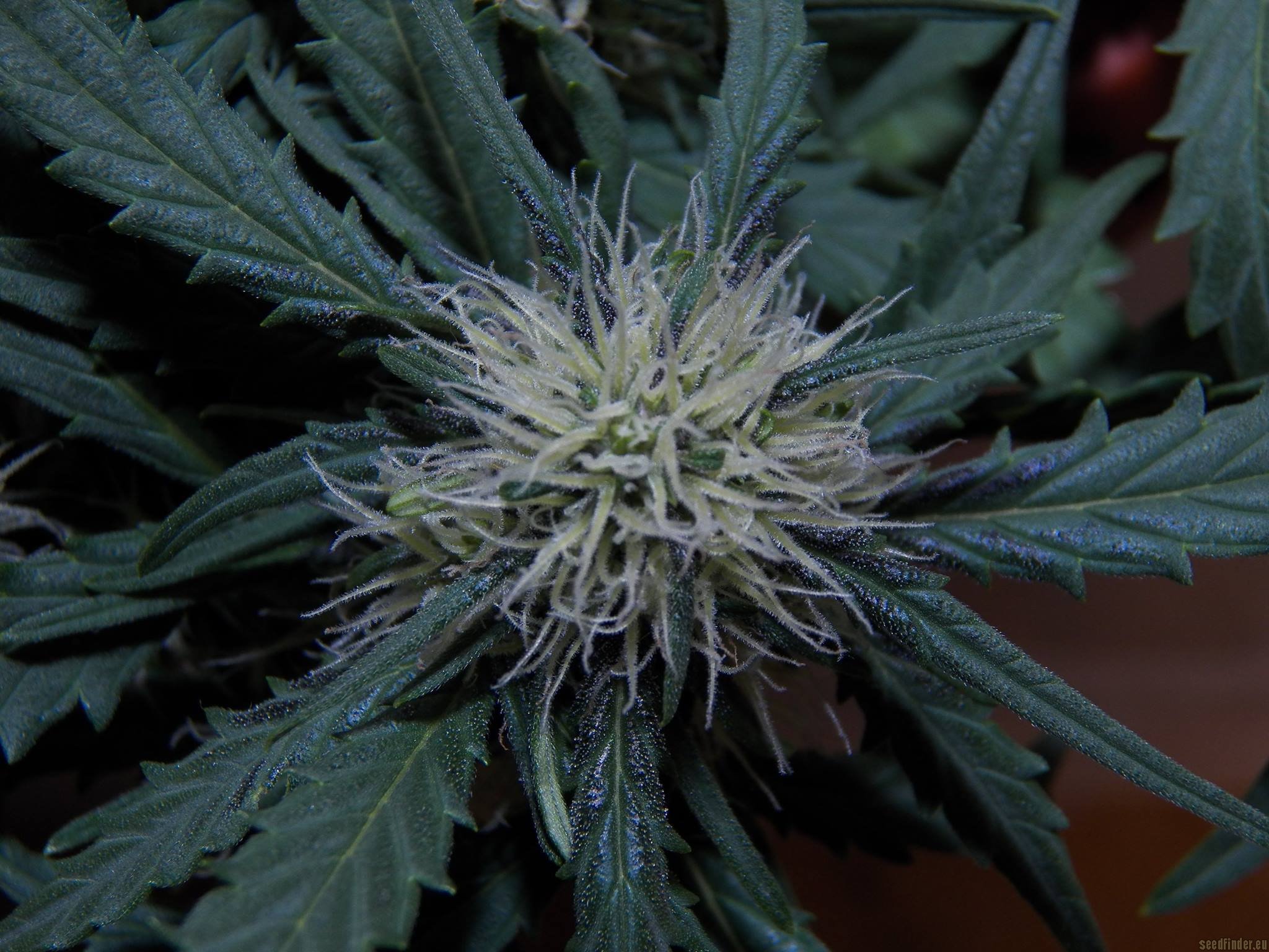 Black Jack Auto strain photo