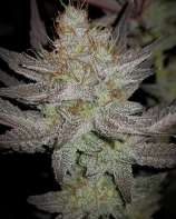 Sweet Fang strain photo