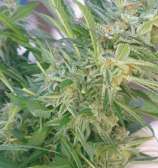 Elite 47 strain photo