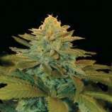 Txees Bilbo strain photo