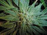 Puna Budder strain photo