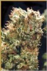 Skunk 1 strain photo