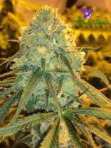 Anesia Seeds - Hawaiiana strain photo