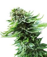 Northern Lights Automatic strain photo