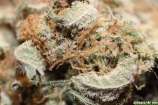 Medicine Woman strain photo