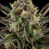 Auto White Widow strain photo