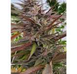 Alien Fruit Juice strain photo