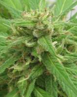 Morning Star strain photo