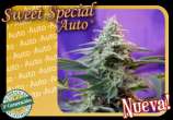 Sweet Special Auto strain photo
