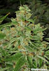Facewreck Haze strain photo