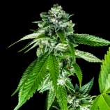 Sorbet Dreams strain photo