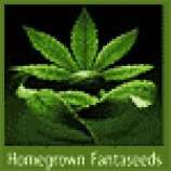 Homegrown Fantaseeds - First Lady strain photo