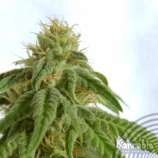 Afrodite strain photo