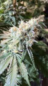 Percz strain photo