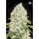 White Widow strain photo