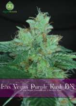 Las Vegas Purple Kush BX strain photo