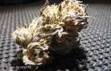 White Funk strain photo
