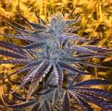 Dark Side of The Moon strain photo