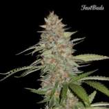 G14 strain photo