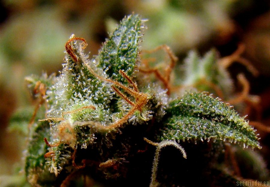 Rhöner Dröhner strain photo