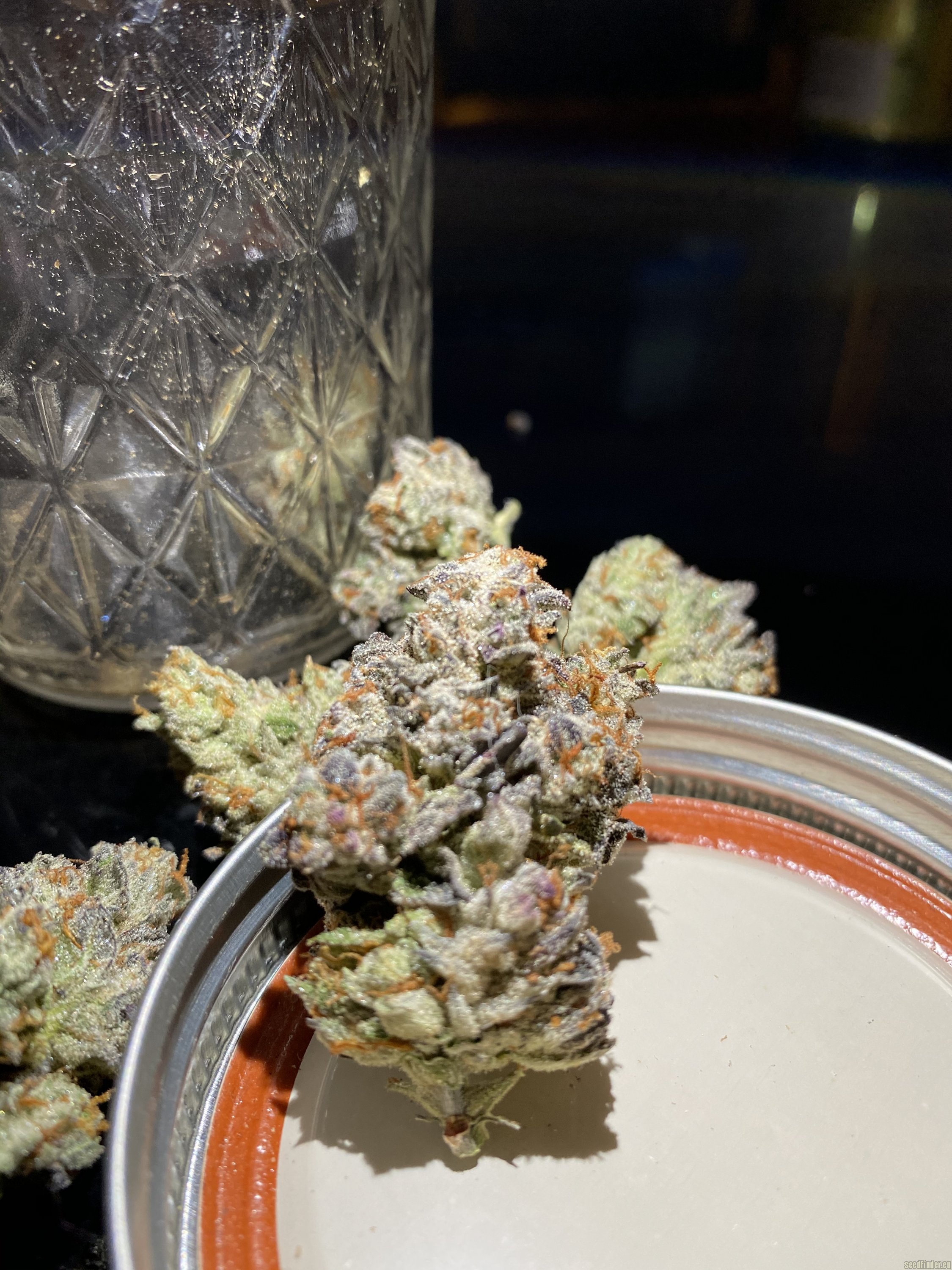 Gushers strain photo