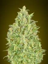 Auto Pineapple Glue strain photo