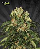 Hijack Automatic strain photo