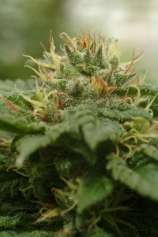 Cannadential strain photo