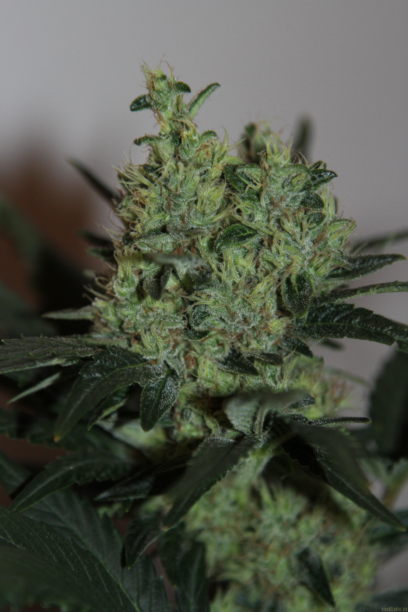Ladyburn 1974 strain photo